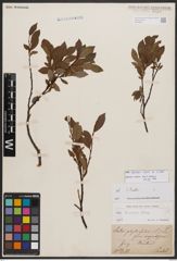 Salix bicolor Ehrh. ex Willd.